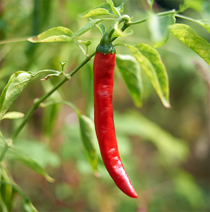 大红袍花椒面（袋装40克）