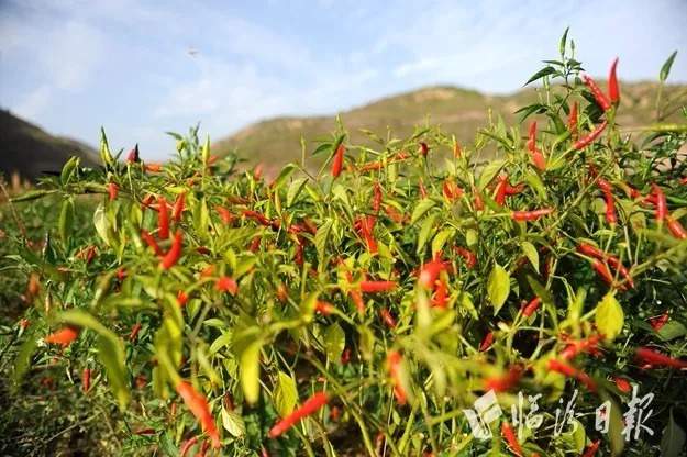 红火火赤辣辣！大宁这个村的扶贫项目第一年就引来了“老干妈”