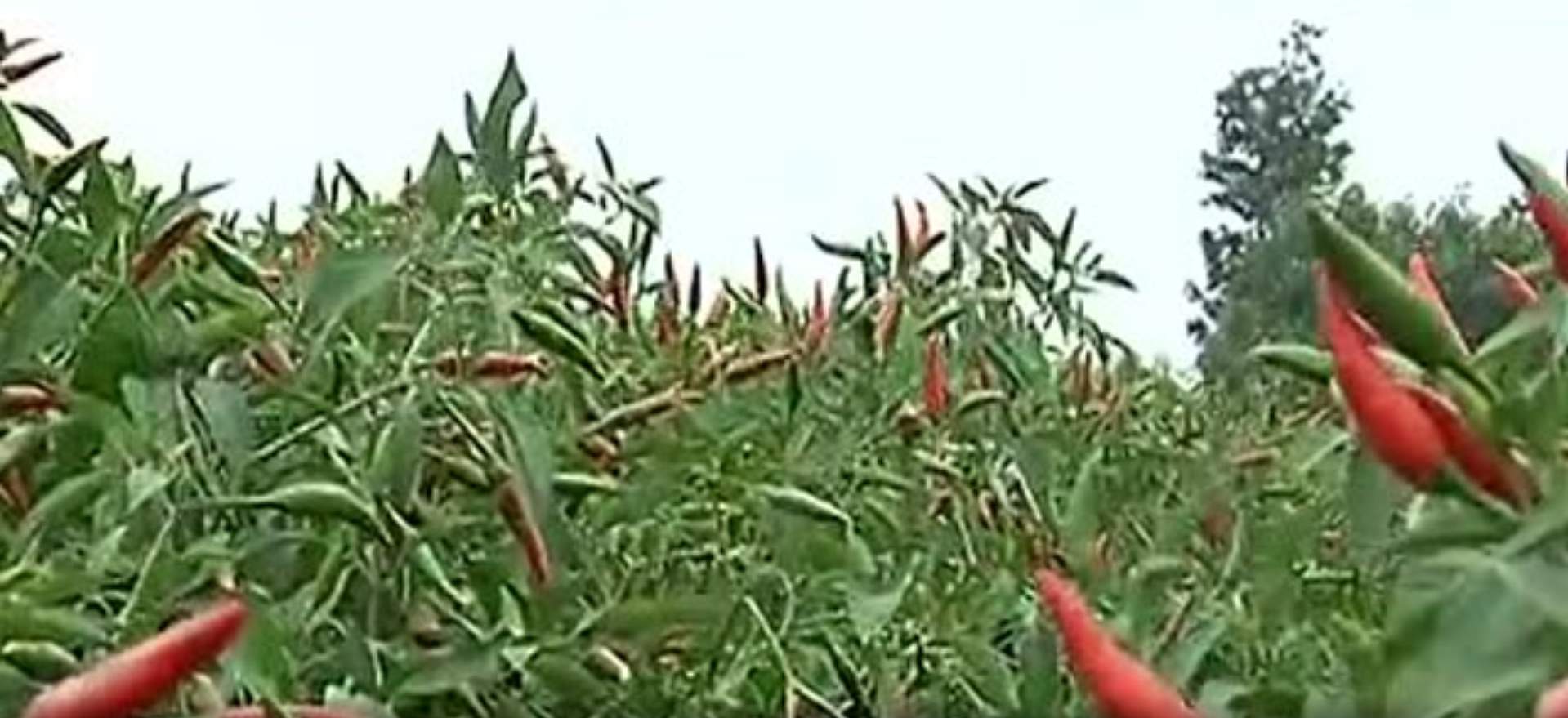 曲亭镇为这事儿上了洪洞新闻！