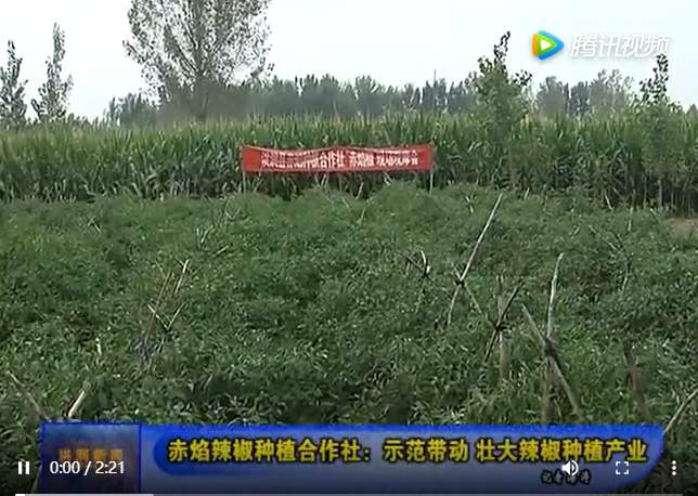 赤焰辣椒种植合作社：示范带动 壮大辣椒种植产业