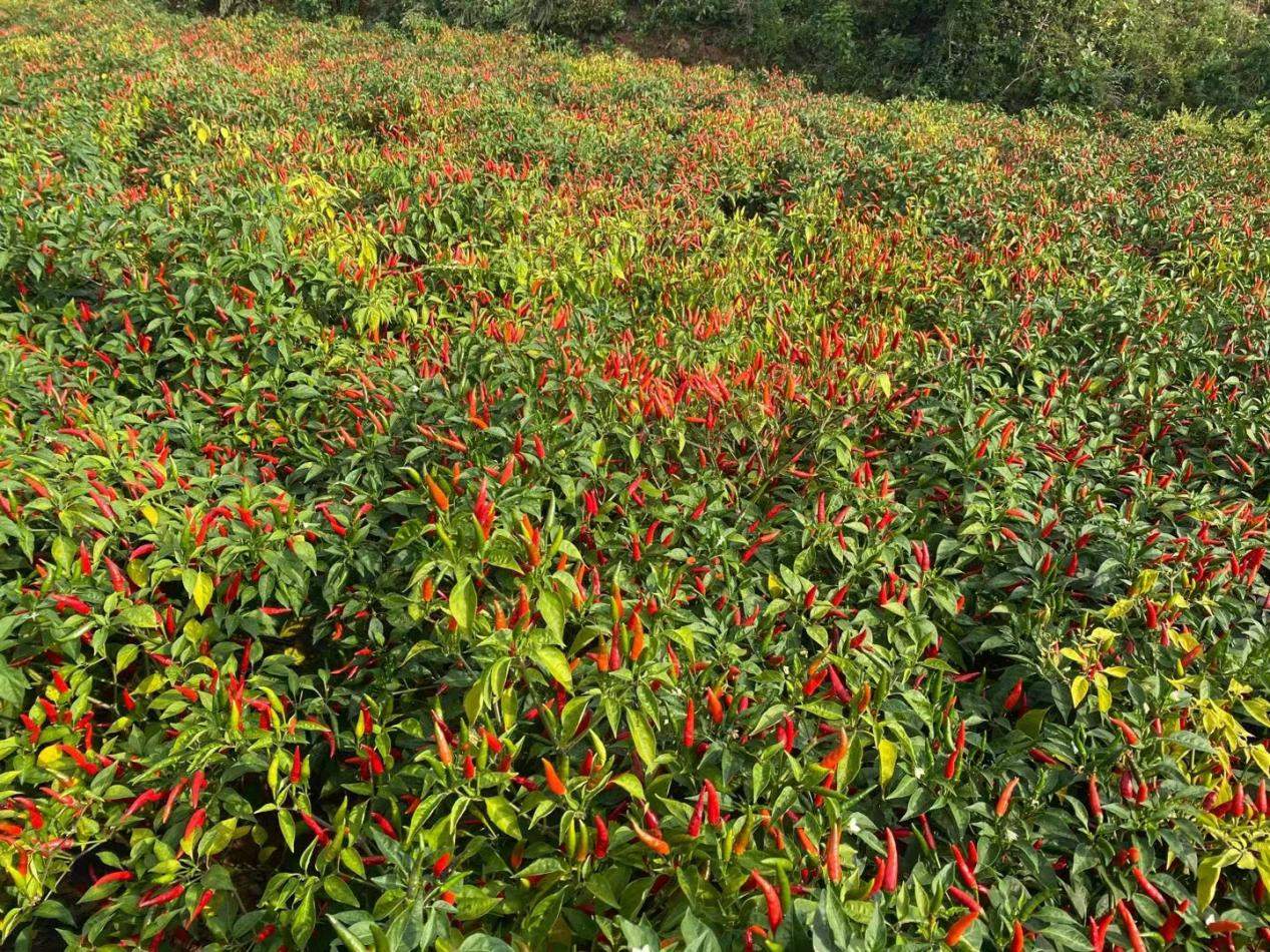 标准化试点示范项目建设案例丨辣椒种植标准化：开启红火产业新征程